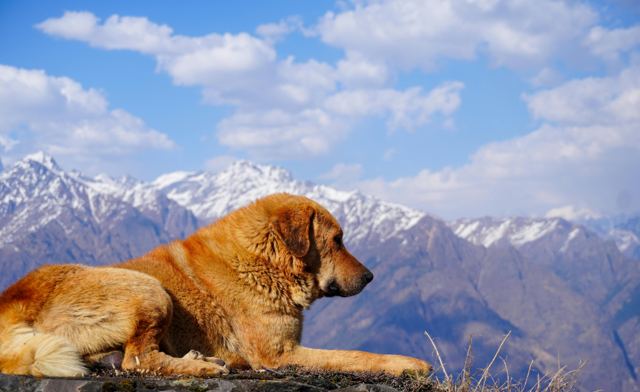 A golden dog resting on a hillside with snow peaks behind