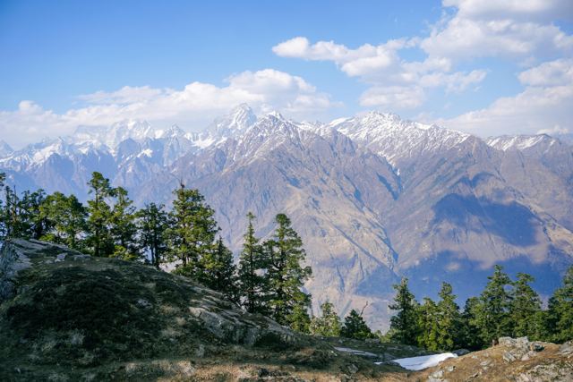 Pine forest ridge with a long Himalayan snow range behind