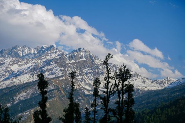Snow-covered peaks seen through pine trees under a blue sky
