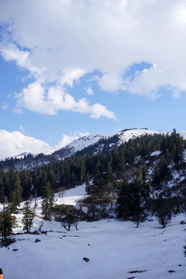 Snow-dusted pine forest slope under a bright sky